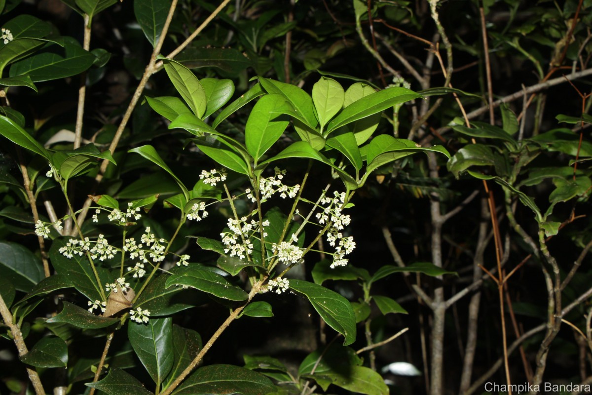 Olea polygama Wight